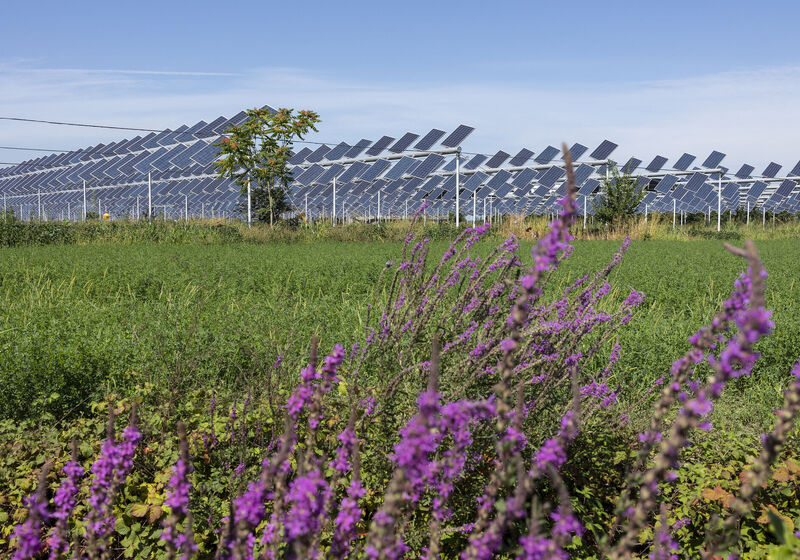 Agrivoltaico: la fascia di rispetto di cui all’art. 20, comma 8, lett. c-quater non può qualificarsi come area non idonea per sé (Commento a TAR - Palermo, n. 2475 del 26 agosto 2024).